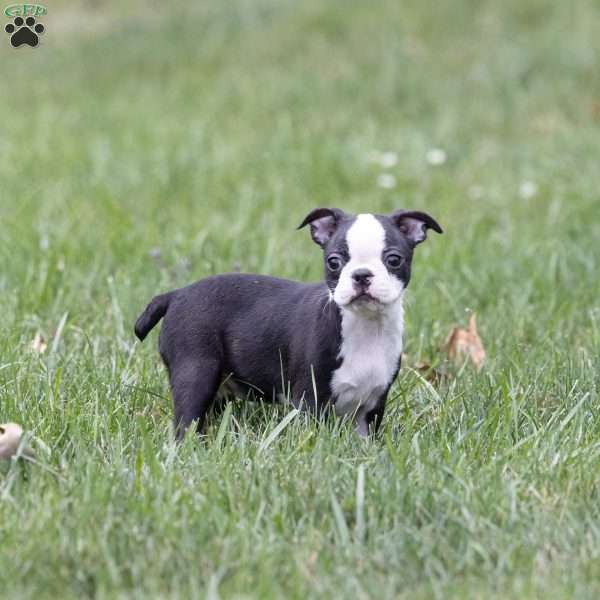 Fred (Tiny), Boston Terrier Puppy